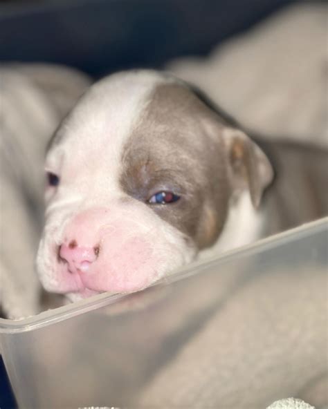Pets and Animals Rochester 500 View pictures American pitbull terrier pups ready soon I have a beautiful trash of American pitbull terrier puppies. . American bully for sale rochester ny